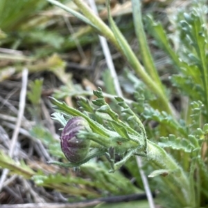 Brachyscome diversifolia var. diversifolia at Majura, ACT - 17 Aug 2021