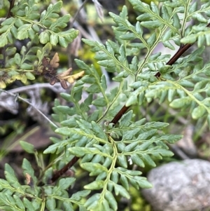 Cheilanthes austrotenuifolia at Majura, ACT - 17 Aug 2021