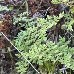 Cheilanthes austrotenuifolia at Majura, ACT - 17 Aug 2021