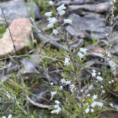 Cryptandra amara at Downer, ACT - 17 Aug 2021