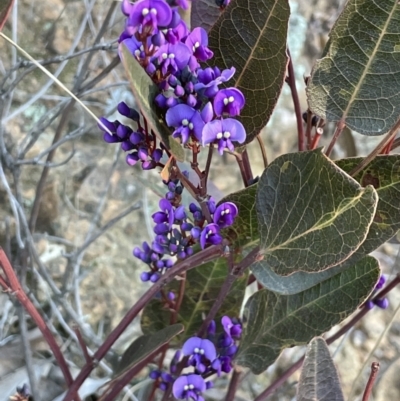 Hardenbergia violacea (False Sarsaparilla) at Downer, ACT - 17 Aug 2021 by JaneR