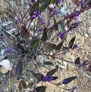 Hardenbergia violacea at Downer, ACT - 17 Aug 2021 04:38 PM