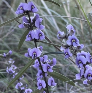 Hovea heterophylla at Majura, ACT - 17 Aug 2021