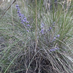 Hovea heterophylla at Majura, ACT - 17 Aug 2021