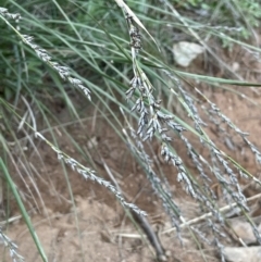 Lepidosperma laterale (Variable Sword Sedge) at Mount Majura - 17 Aug 2021 by JaneR