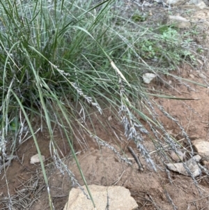 Lepidosperma laterale at Downer, ACT - 17 Aug 2021