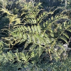 Pteridium esculentum (Bracken) at Majura, ACT - 17 Aug 2021 by JaneR