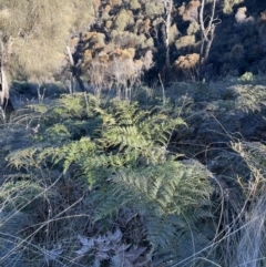 Pteridium esculentum at Majura, ACT - 17 Aug 2021 03:02 PM