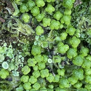 Asterella drummondii at Majura, ACT - 17 Aug 2021