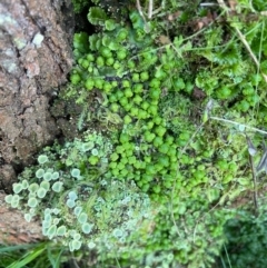 Asterella drummondii at Majura, ACT - 17 Aug 2021 02:42 PM