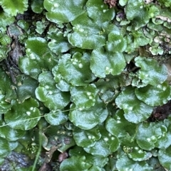 Lunularia cruciata (A thallose liverwort) at Majura, ACT - 17 Aug 2021 by JaneR