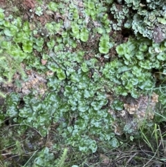 Lunularia cruciata at Majura, ACT - 17 Aug 2021