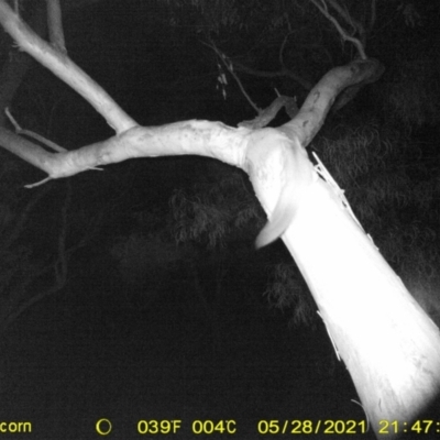 Petaurus norfolcensis (Squirrel Glider) at Monitoring Site 042 - Riparian - 28 May 2021 by ChrisAllen