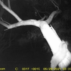 Petaurus norfolcensis (Squirrel Glider) at Thurgoona, NSW - 28 May 2021 by ChrisAllen