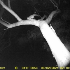 Petaurus norfolcensis (Squirrel Glider) at Thurgoona, NSW - 2 Jun 2021 by ChrisAllen