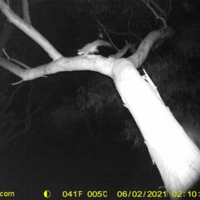 Petaurus norfolcensis (Squirrel Glider) at Thurgoona, NSW - 2 Jun 2021 by ChrisAllen