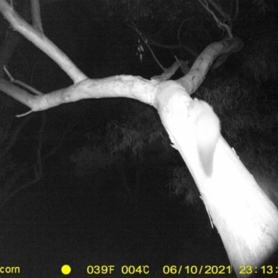 Petaurus norfolcensis (Squirrel Glider) at Monitoring Site 042 - Riparian - 10 Jun 2021 by ChrisAllen