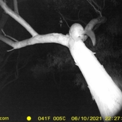 Trichosurus vulpecula (Common Brushtail Possum) at Albury - 10 Jun 2021 by ChrisAllen