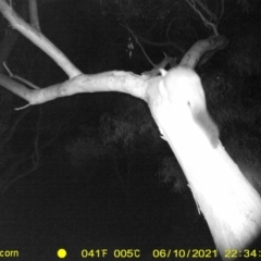 Trichosurus vulpecula at Thurgoona, NSW - 10 Jun 2021
