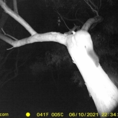 Trichosurus vulpecula at Thurgoona, NSW - 10 Jun 2021 10:37 PM