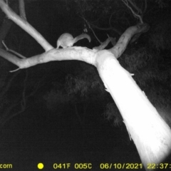 Trichosurus vulpecula at Thurgoona, NSW - 10 Jun 2021 10:37 PM