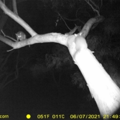 Trichosurus vulpecula (Common Brushtail Possum) at Albury - 7 Jun 2021 by ChrisAllen