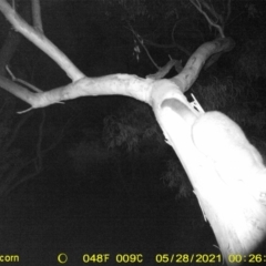 Trichosurus vulpecula (Common Brushtail Possum) at Albury - 27 May 2021 by ChrisAllen