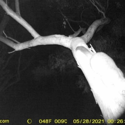 Trichosurus vulpecula (Common Brushtail Possum) at Thurgoona, NSW - 28 May 2021 by ChrisAllen