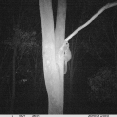 Trichosurus vulpecula (Common Brushtail Possum) at Monitoring Site 005 - Road - 4 Jun 2021 by ChrisAllen