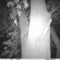 Trichosurus vulpecula (Common Brushtail Possum) at Table Top, NSW - 15 May 2021 by ChrisAllen