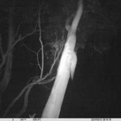 Petaurus norfolcensis (Squirrel Glider) at Albury - 11 May 2021 by ChrisAllen