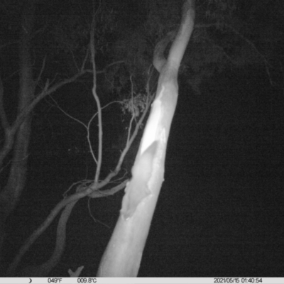 Petaurus norfolcensis (Squirrel Glider) at Thurgoona, NSW - 15 May 2021 by ChrisAllen