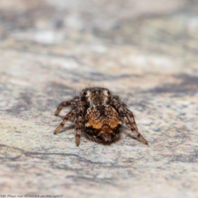 Servaea incana (Hoary Servaea) at Macgregor, ACT - 18 Aug 2021 by Roger