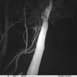 Petaurus norfolcensis at Thurgoona, NSW - 17 May 2021 04:18 AM