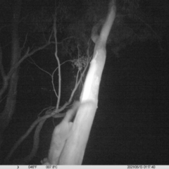 Trichosurus vulpecula (Common Brushtail Possum) at Eight Mile Creek - 13 May 2021 by ChrisAllen