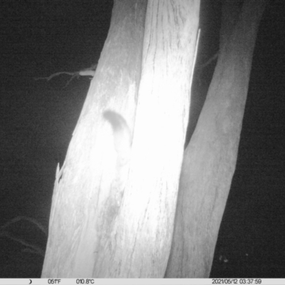 Petaurus norfolcensis (Squirrel Glider) at Monitoring Site 017 - Remnant - 11 May 2021 by ChrisAllen