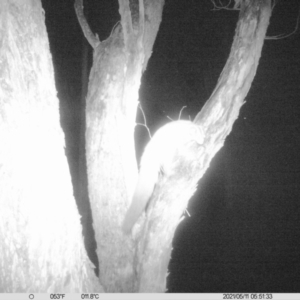 Petaurus norfolcensis at Thurgoona, NSW - 11 May 2021 05:51 AM