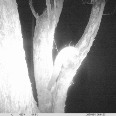 Petaurus norfolcensis (Squirrel Glider) at Monitoring Site 020 - Revegetation - 10 May 2021 by ChrisAllen