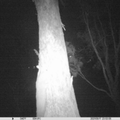 Petaurus norfolcensis (Squirrel Glider) at Monitoring Site 027 - Remnant - 17 May 2021 by ChrisAllen