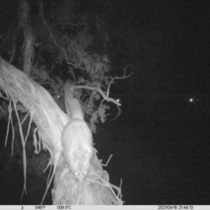 Trichosurus vulpecula at Thurgoona, NSW - 16 Apr 2021 09:44 PM