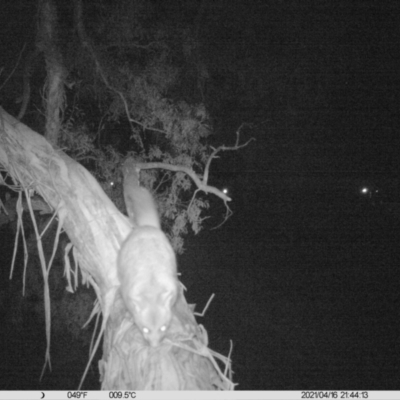 Trichosurus vulpecula (Common Brushtail Possum) at Thurgoona, NSW - 16 Apr 2021 by ChrisAllen