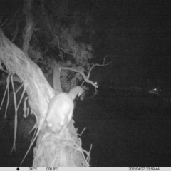 Trichosurus vulpecula (Common Brushtail Possum) at Albury - 27 Apr 2021 by ChrisAllen