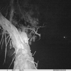 Trichosurus vulpecula at Thurgoona, NSW - 3 May 2021 12:34 AM