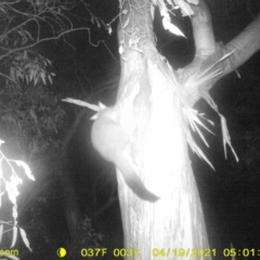 Trichosurus vulpecula (Common Brushtail Possum) at Monitoring Site 033 - Revegetation - 18 Apr 2021 by ChrisAllen