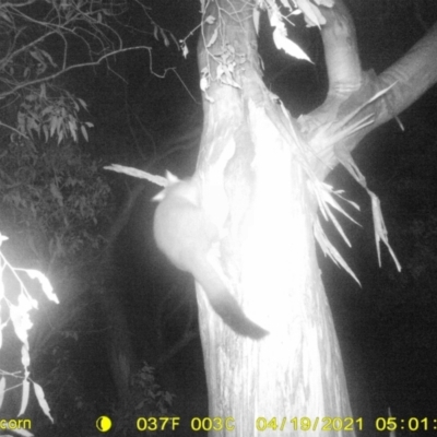 Trichosurus vulpecula (Common Brushtail Possum) at Table Top, NSW - 19 Apr 2021 by ChrisAllen