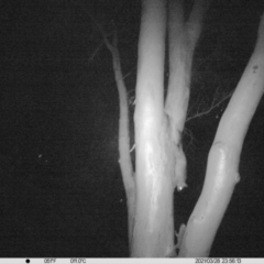 Trichosurus vulpecula (Common Brushtail Possum) at Thurgoona, NSW - 28 Mar 2021 by ChrisAllen