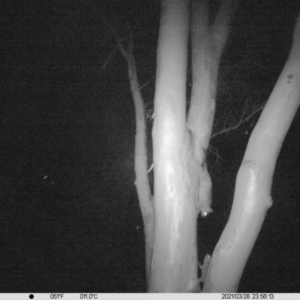 Trichosurus vulpecula at Thurgoona, NSW - 28 Mar 2021 11:56 PM