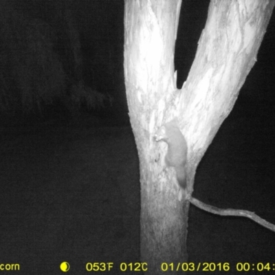Trichosurus vulpecula (Common Brushtail Possum) at Albury - 3 Jan 2016 by ChrisAllen
