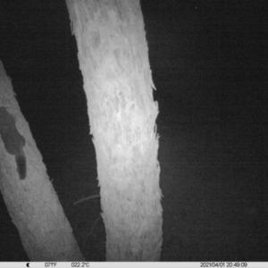 Trichosurus vulpecula at Table Top, NSW - 1 Apr 2021 08:49 PM