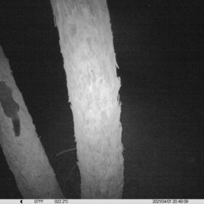 Trichosurus vulpecula (Common Brushtail Possum) at Monitoring Site 056 - Remnant - 1 Apr 2021 by ChrisAllen